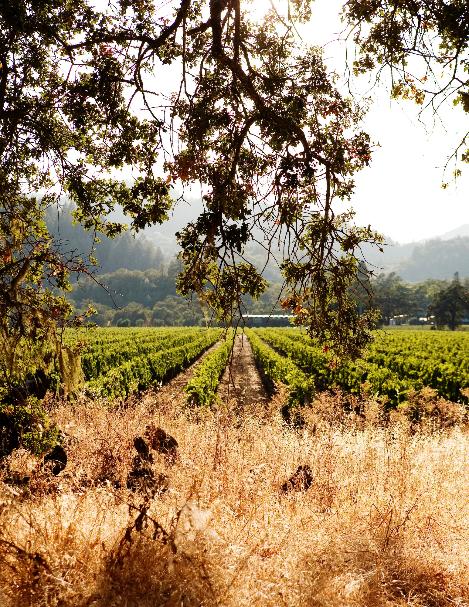 Vineyard, Napa Valley, California Vineyard, Napa Valley, California