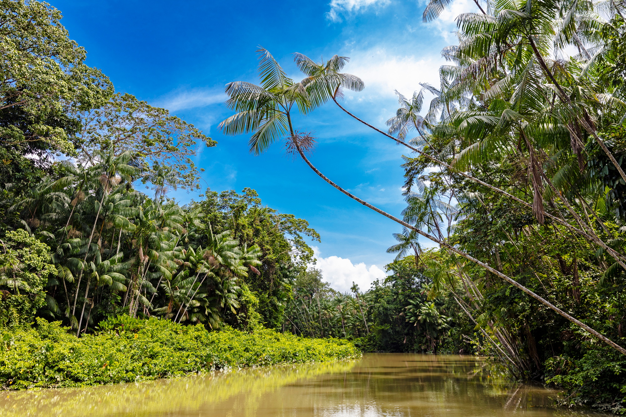 Euterpe oleracea (açai), Igarapé, Amazon, Belem do Pará, Para, Brazil