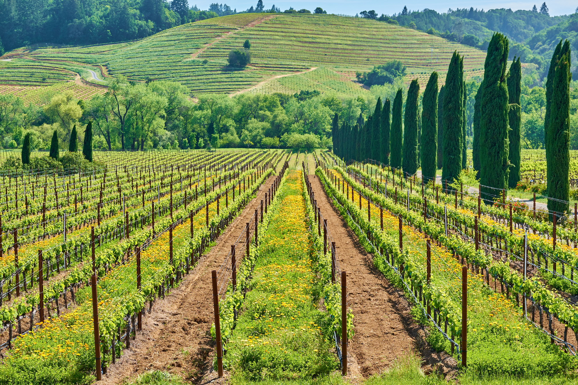 Vineyards in California, USA